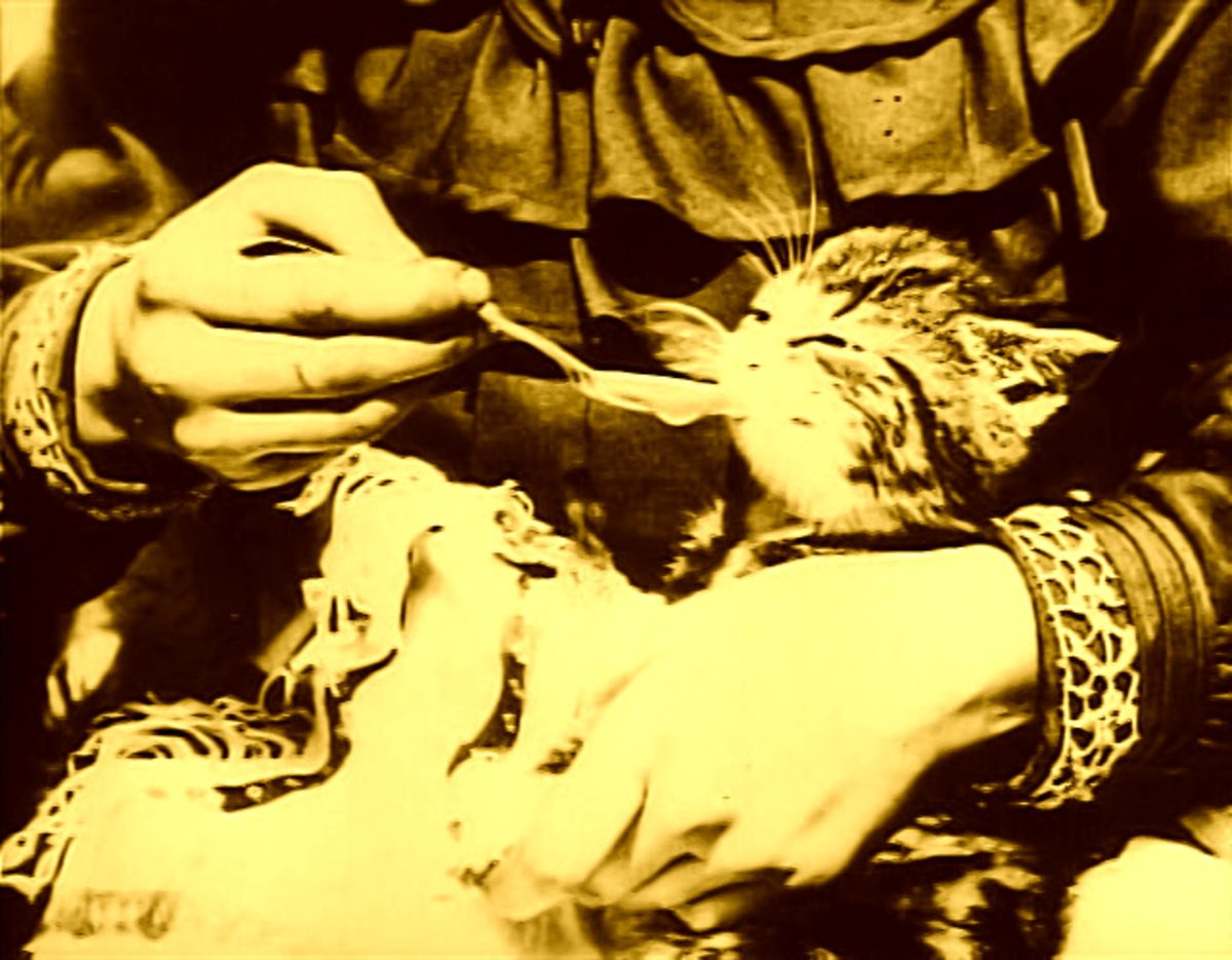 Close-up of the sick kitten from the 1903 film